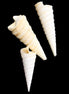 Gastropod Maoricolpus murrayna three Miocene fossils from Morgan South Australia 24-31mm 3-4g in sunlight - Rocks and Things Store