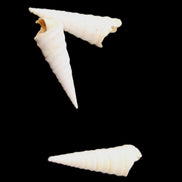 Gastropod Maoricolpus murrayna three Miocene fossils from Morgan South Australia 24-31mm 3-4g in sunlight - Rocks and Things Store