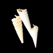 Gastropod Maoricolpus murrayna three Miocene fossils from Morgan South Australia 24-31mm 3-4g in sunlight - Rocks and Things Store