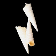 Gastropod Maoricolpus murrayna three Miocene fossils from Morgan South Australia 24-31mm 3-4g in sunlight - Rocks and Things Store