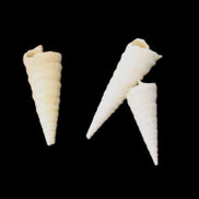 Gastropod Maoricolpus murrayna three Miocene fossils from Morgan South Australia 24-31mm 3-4g in sunlight - Rocks and Things Store