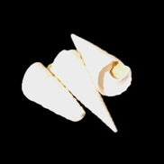 Gastropod Maoricolpus murrayna three Miocene fossils from Morgan South Australia 24-31mm 3-4g in sunlight - Rocks and Things Store