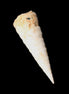 Gastropod Maoricolpus murrayna Miocene fossil from Morgan South Australia 38-43mm 2-3g in sunlight - Rocks and Things Store