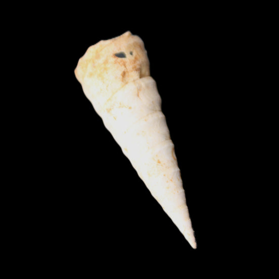 Gastropod Maoricolpus murrayna Miocene fossil from Morgan South Australia 38-43mm 2-3g in sunlight - Rocks and Things Store