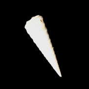 Gastropod Maoricolpus murrayna Miocene fossil from Morgan South Australia 38-43mm 2-3g in sunlight - Rocks and Things Store