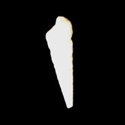 Gastropod Maoricolpus murrayna Miocene fossil from Morgan South Australia 38-43mm 2-3g in sunlight - Rocks and Things Store