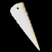 Gastropod Maoricolpus murrayna Miocene fossil from Morgan South Australia 38-43mm 2-3g in sunlight - Rocks and Things Store