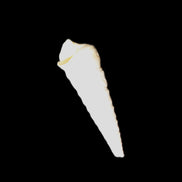 Gastropod Maoricolpus murrayna Miocene fossil from Morgan South Australia 38-43mm 2-3g in sunlight - Rocks and Things Store