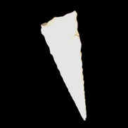 Gastropod Maoricolpus murrayna Miocene fossil from Morgan South Australia 38-43mm 2-3g in sunlight - Rocks and Things Store