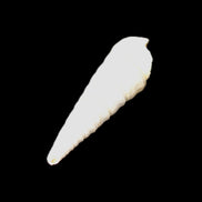 Gastropod Maoricolpus murrayna Miocene fossil from Morgan South Australia 38-43mm 2-3g in sunlight - Rocks and Things Store