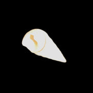 Gastropod Maoricolpus murrayna Miocene fossil from Morgan South Australia 38-43mm 2-3g in sunlight - Rocks and Things Store