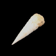 Gastropod Maoricolpus murrayna Miocene fossil from Morgan South Australia 38-43mm 2-3g in sunlight - Rocks and Things Store