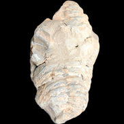 Trilobite Diacalymene ouzregui 45*70mm 76g in sunshine - Rocks and Things Store
