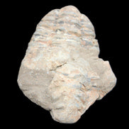 Trilobite Diacalymene ouzregui 45*70mm 76g in sunshine - Rocks and Things Store