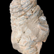 Trilobite Diacalymene ouzregui 45*70mm 76g in sunshine - Rocks and Things Store