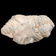 Trilobite Diacalymene ouzregui 45*70mm 76g in sunshine - Rocks and Things Store