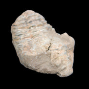 Trilobite Diacalymene ouzregui 45*70mm 76g in sunshine - Rocks and Things Store