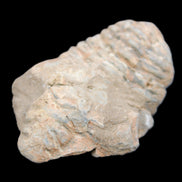 Trilobite Diacalymene ouzregui 45*70mm 76g in sunshine - Rocks and Things Store