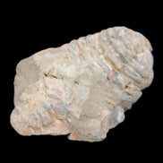 Trilobite Diacalymene ouzregui 45*70mm 76g in sunshine - Rocks and Things Store