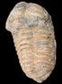 Trilobite Diacalymene 42*71mm 82g in sunshine - Rocks and Things Store