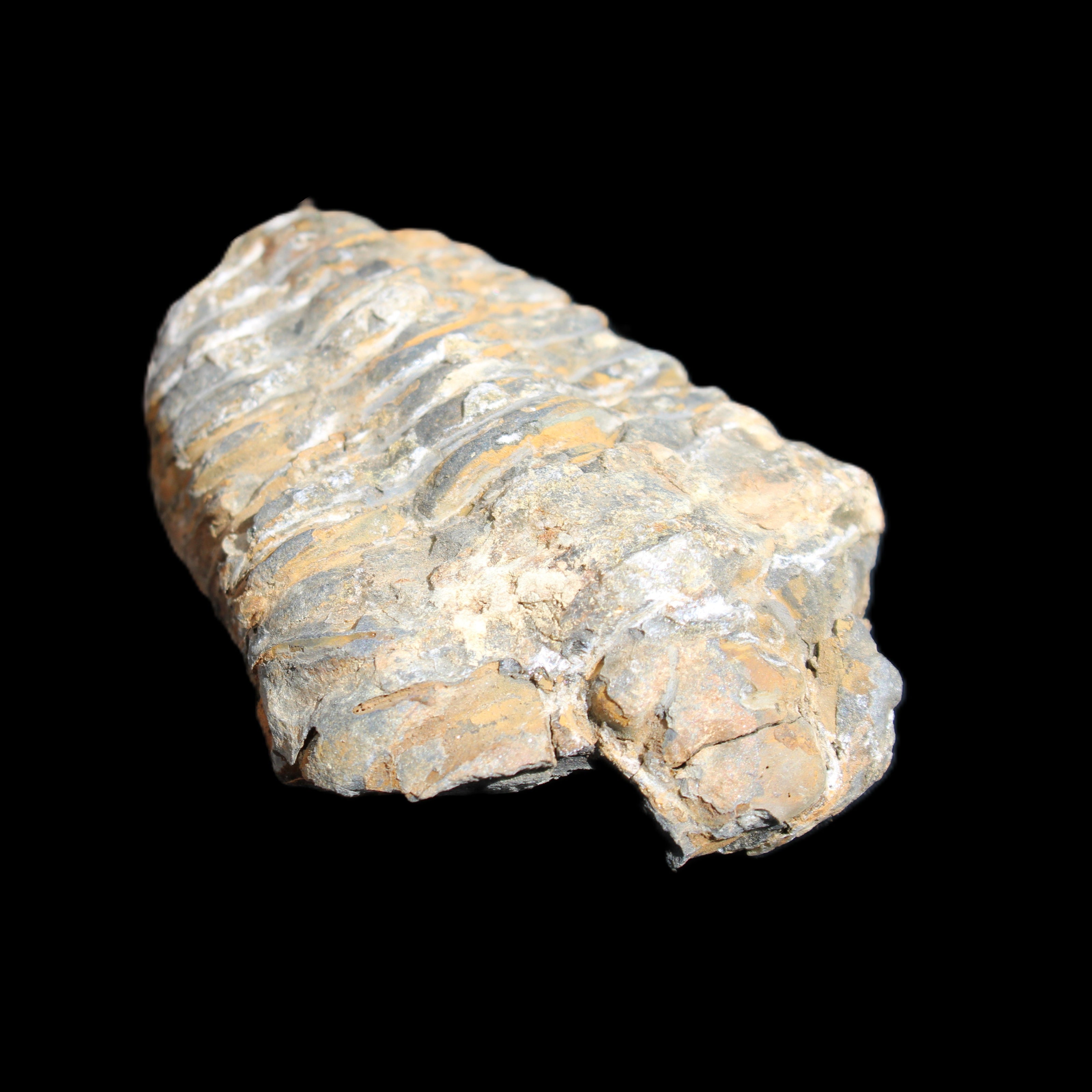 Trilobite Diacalymene 48*70mm 77g in sunlight - Rocks and Things Store