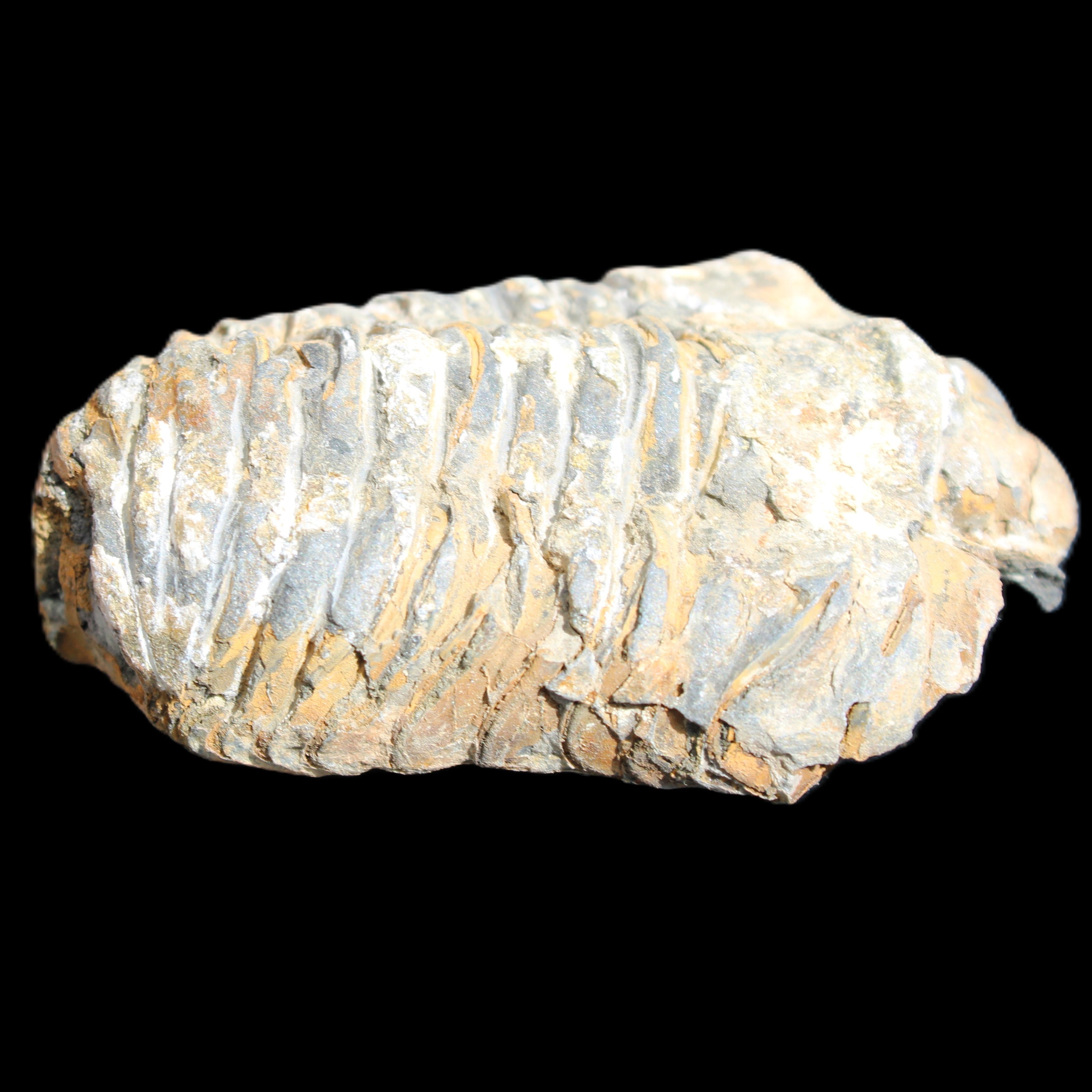 Trilobite Diacalymene 48*70mm 77g in sunlight - Rocks and Things Store