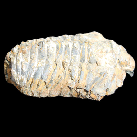 Trilobite Diacalymene 48*70mm 77g in sunlight - Rocks and Things Store