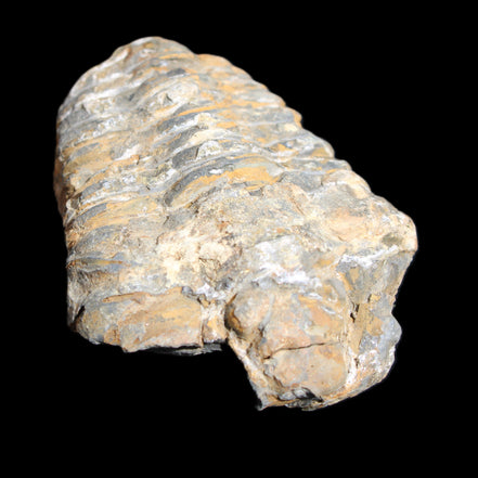 Trilobite Diacalymene 48*70mm 77g in sunlight - Rocks and Things Store