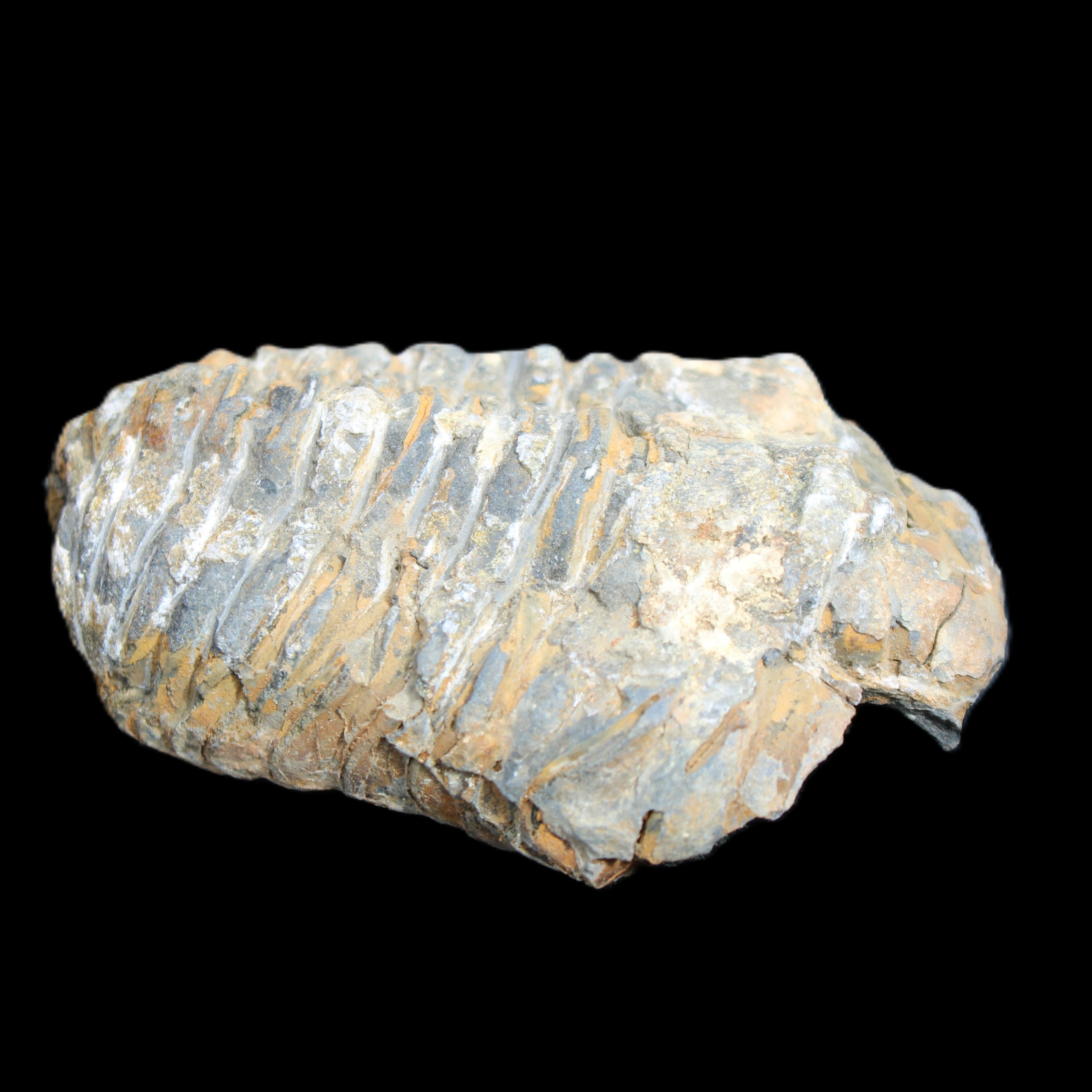 Trilobite Diacalymene 48*70mm 77g in sunlight - Rocks and Things Store