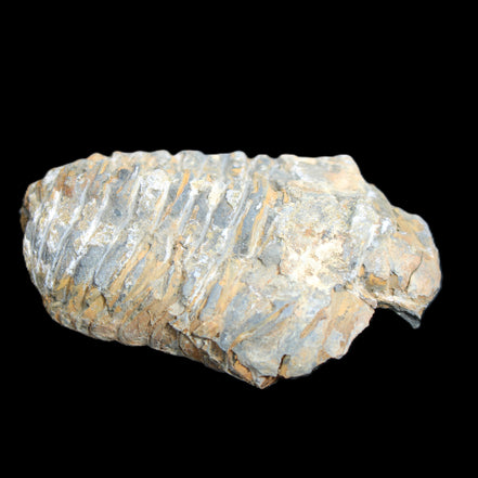 Trilobite Diacalymene 48*70mm 77g in sunlight - Rocks and Things Store