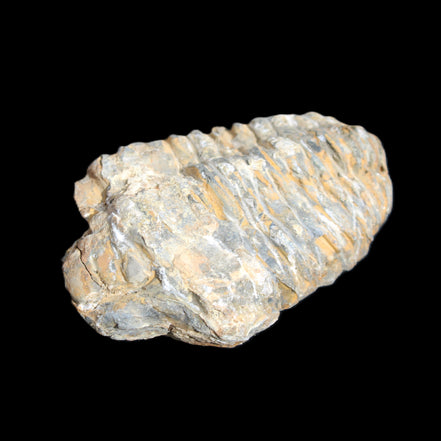 Trilobite Diacalymene ouzregui 490myo from Morocco 76-82g in sunlight - Rocks and Things Store