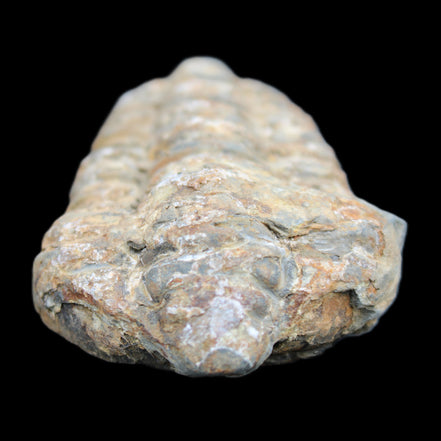 Trilobite Diacalymene ouzregui 490myo from Morocco 76-82g in sunlight - Rocks and Things Store