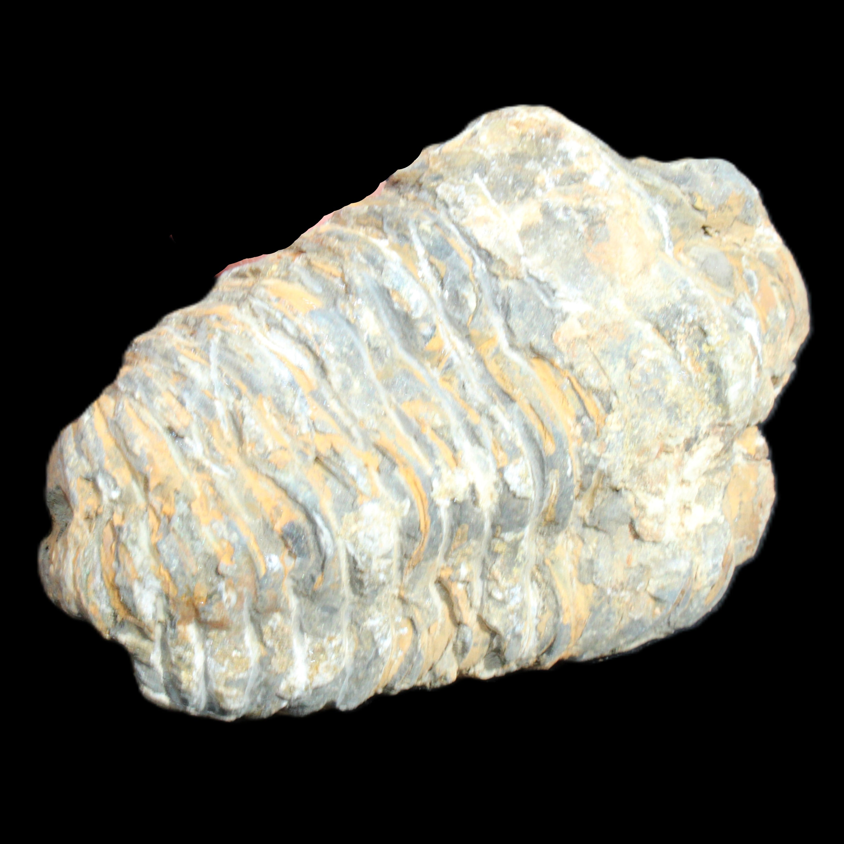 Trilobite Diacalymene ouzregui 490myo from Morocco 76-82g in sunlight - Rocks and Things Store
