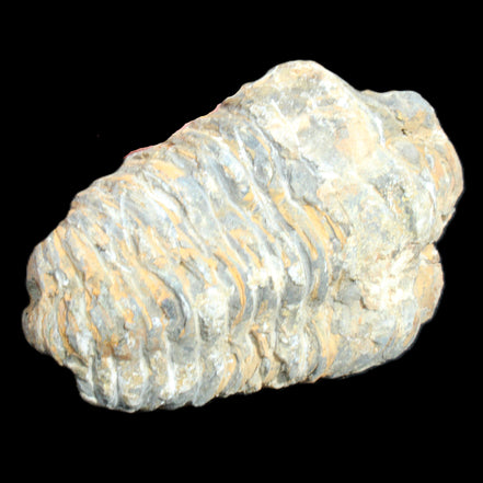 Trilobite Diacalymene ouzregui 490myo from Morocco 76-82g in sunlight - Rocks and Things Store