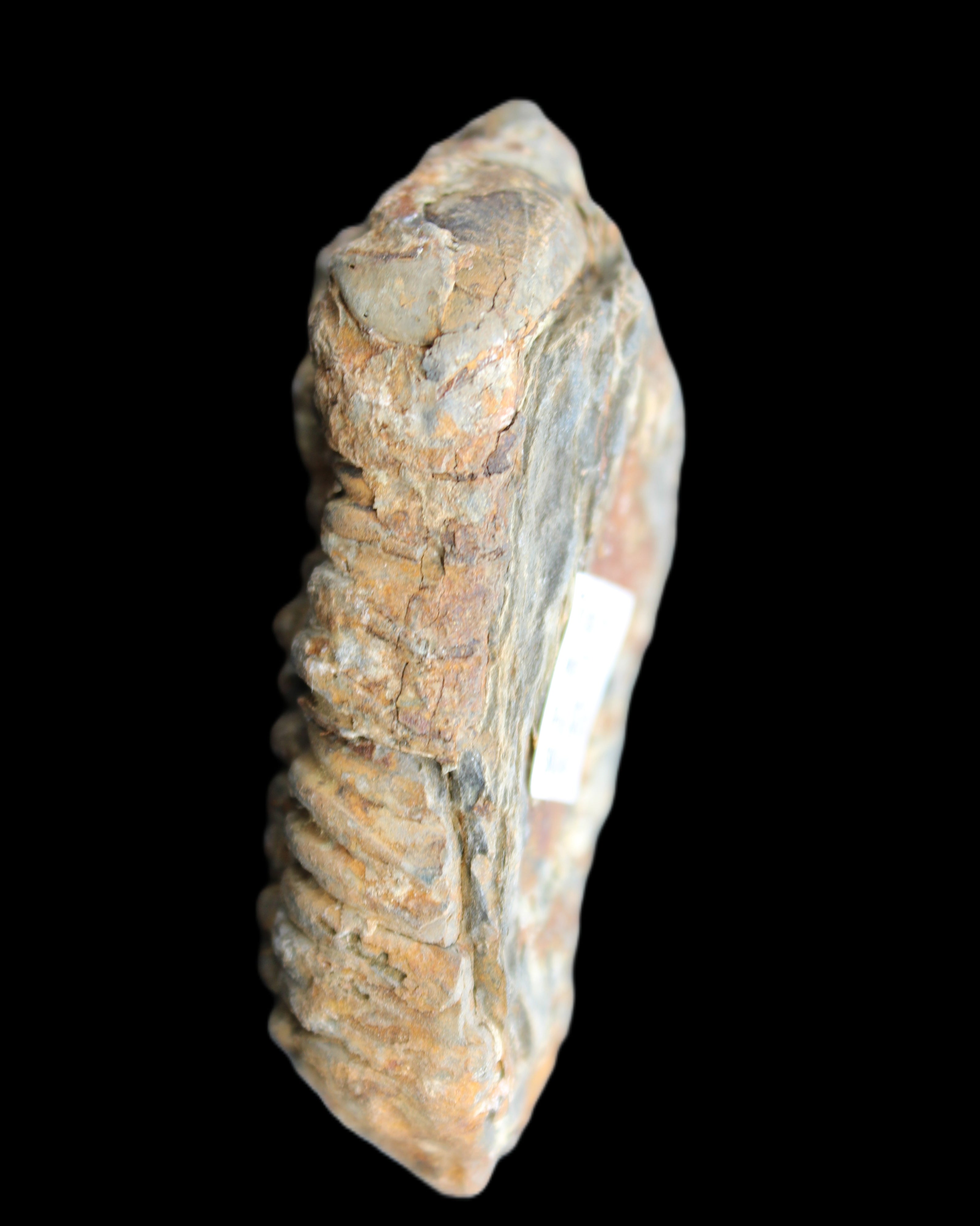 Trilobite Diacalymene ouzregui 490myo from Morocco 76-82g in sunlight - Rocks and Things Store