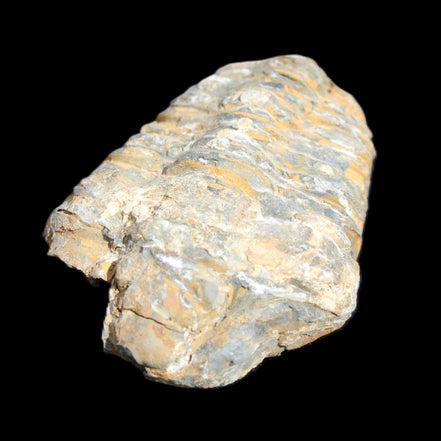Trilobite Diacalymene ouzregui 490myo from Morocco 76-82g in sunlight - Rocks and Things Store