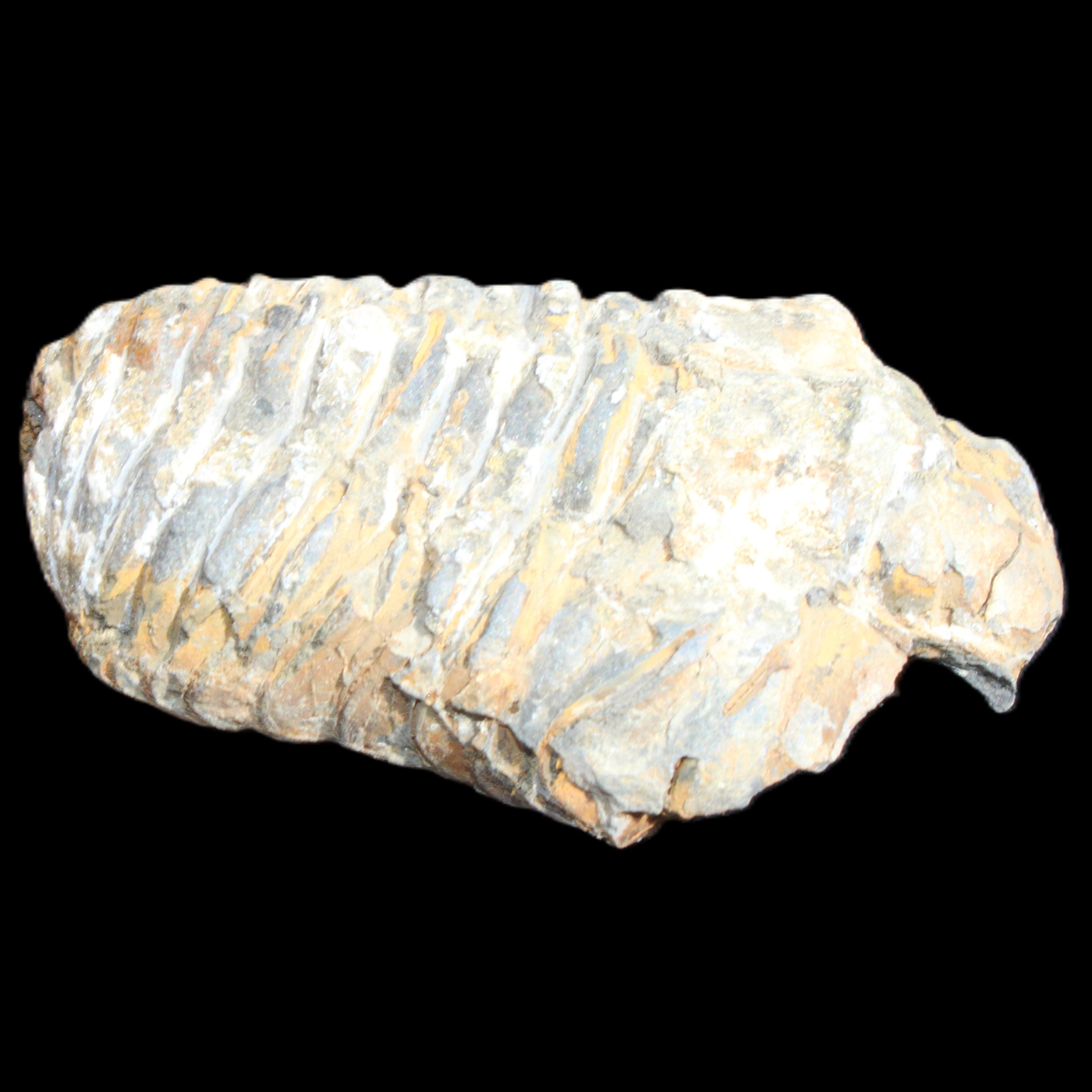 Trilobite Diacalymene ouzregui 490myo from Morocco 76-82g in sunlight - Rocks and Things Store