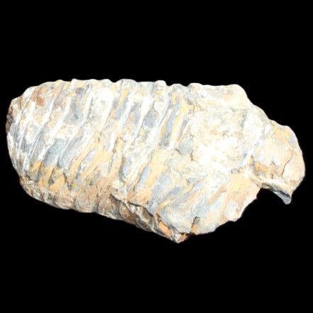 Trilobite Diacalymene ouzregui 490myo from Morocco 76-82g in sunlight - Rocks and Things Store