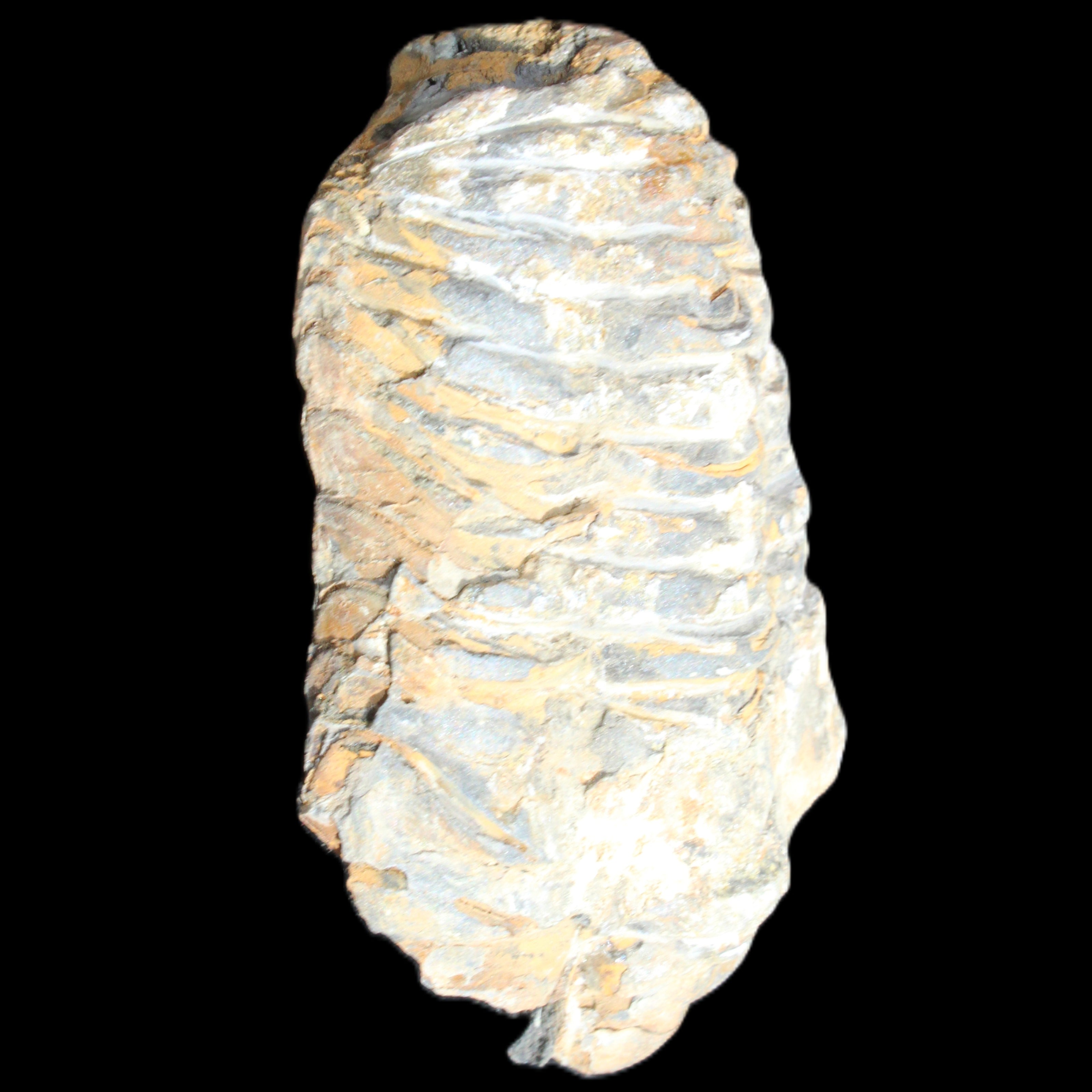 Trilobite Diacalymene ouzregui 490myo from Morocco 76-82g in sunlight - Rocks and Things Store