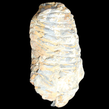 Trilobite Diacalymene ouzregui 490myo from Morocco 76-82g in sunlight - Rocks and Things Store