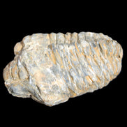 Trilobite Diacalymene ouzregui 490myo from Morocco 76-82g in sunlight - Rocks and Things Store