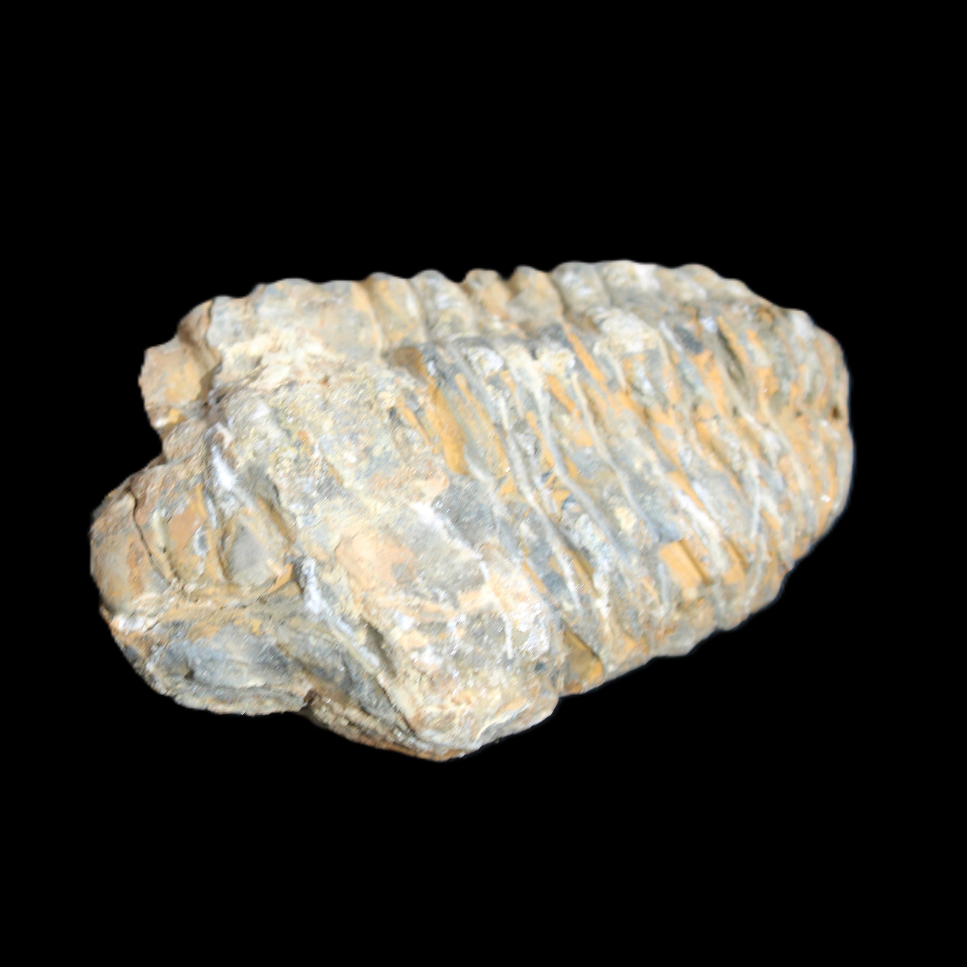 Trilobite Diacalymene 48*70mm 77g in sunlight - Rocks and Things Store