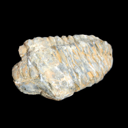 Trilobite Diacalymene 48*70mm 77g in sunlight - Rocks and Things Store