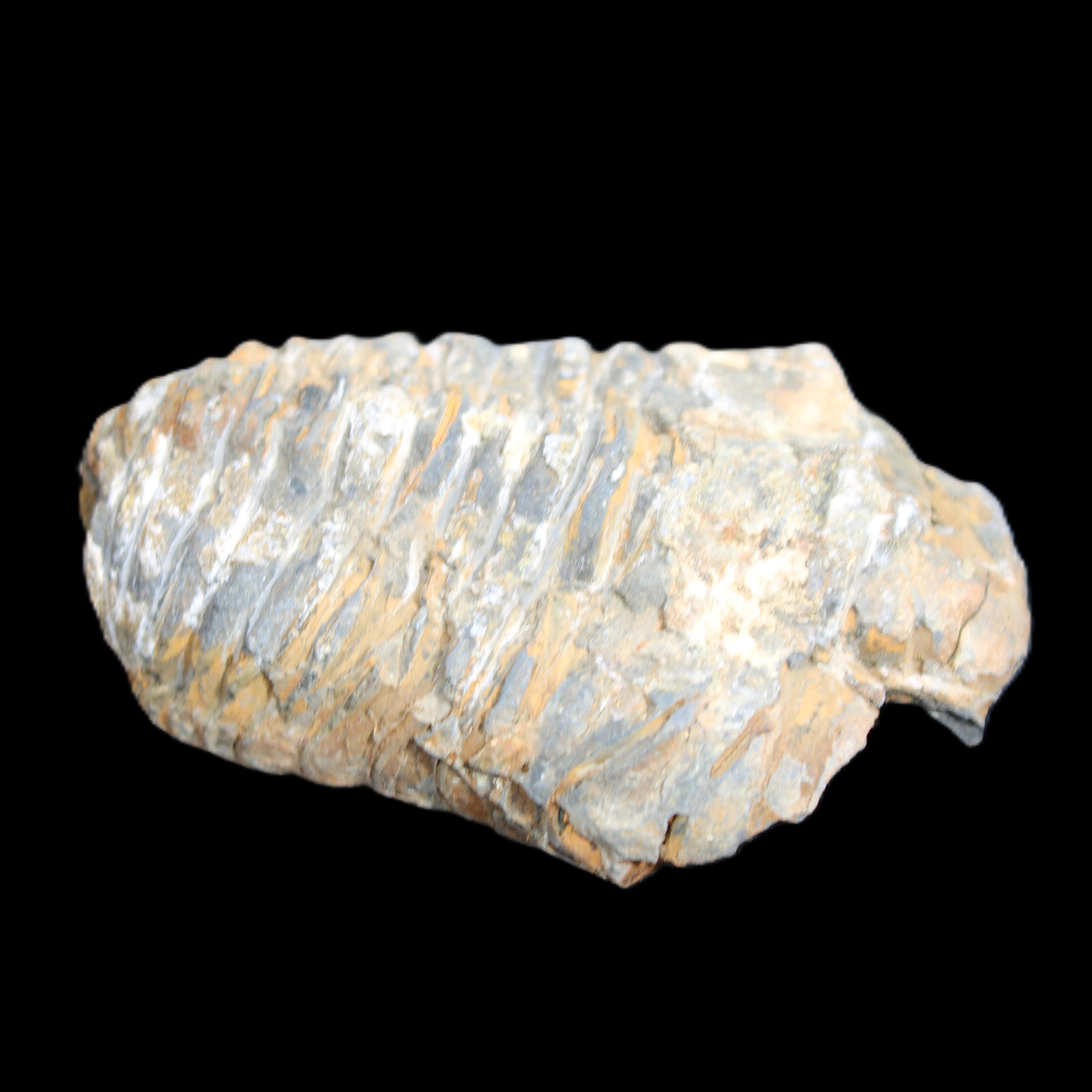 Trilobite Diacalymene ouzregui 490myo from Morocco 76-82g in sunlight - Rocks and Things Store