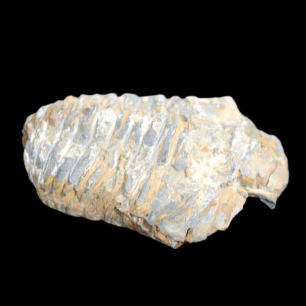Trilobite Diacalymene ouzregui 490myo from Morocco 76-82g in sunlight - Rocks and Things Store
