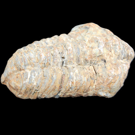 Trilobite Diacalymene 48*70mm 77g in sunlight - Rocks and Things Store