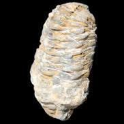 Trilobite Diacalymene 48*70mm 77g in sunlight - Rocks and Things Store