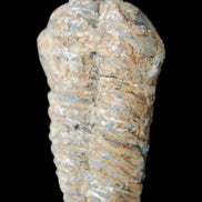 Trilobite Diacalymene 48*70mm 77g in sunlight - Rocks and Things Store