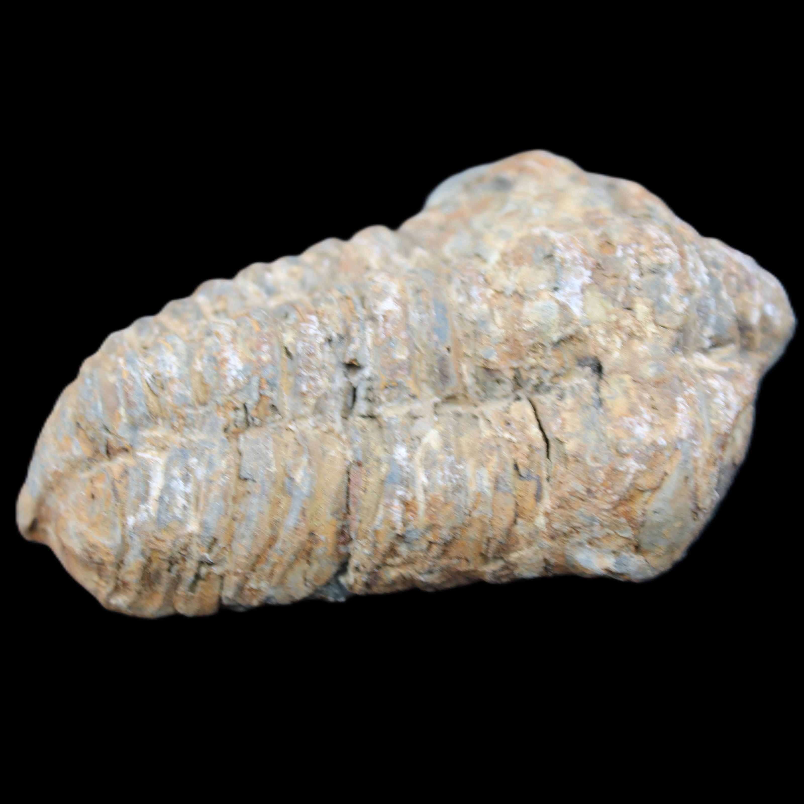 Trilobite Diacalymene 48*70mm 77g in sunlight - Rocks and Things Store