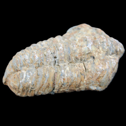 Trilobite Diacalymene 48*70mm 77g in sunlight - Rocks and Things Store